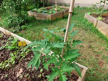 Le potager pédagogique